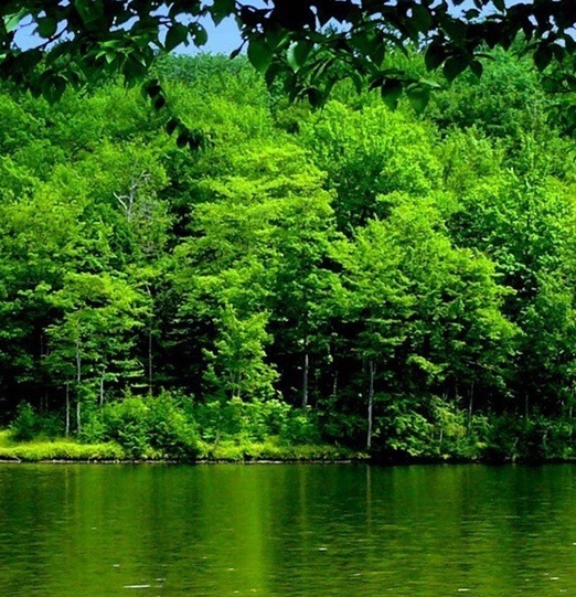 河南什么时候有大象