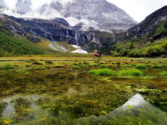 领折折一号试用
