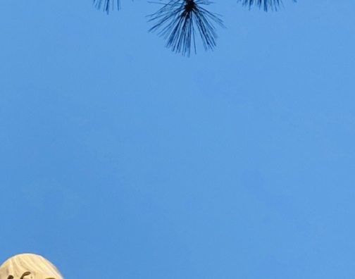 粉象生活升级会员后真的能赚钱吗