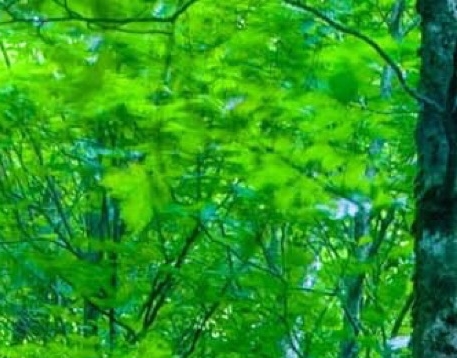 粉象生活公司简介