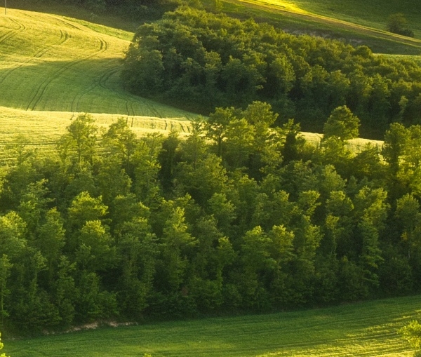 粉象生活如何开通淘宝客