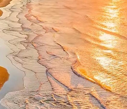 神奇的蜜蜂世界