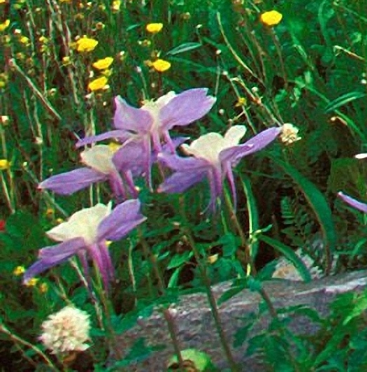 粉象生活提现有没有手续费