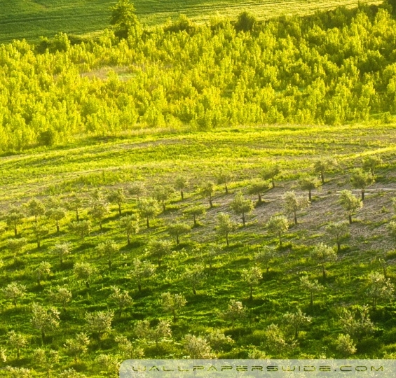 为什么河南现在没有大象了