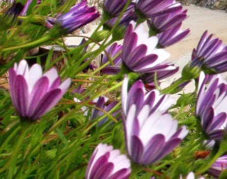 到底什么是粉象生活