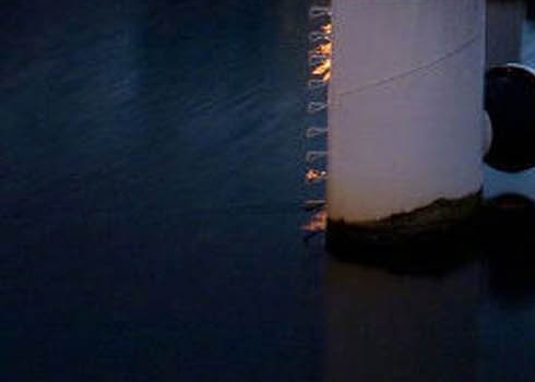 生活在爱尔兰的可可