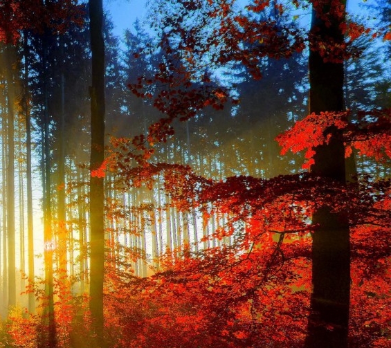 粉象生活打卡金额