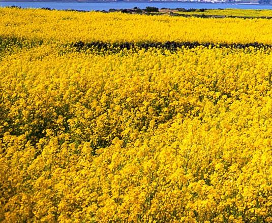 粉象生活邀请人ID