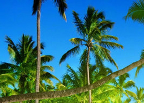 粉象生活的专利