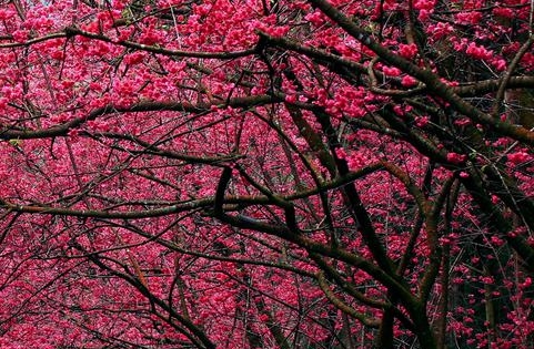 粉象生活广告语下载