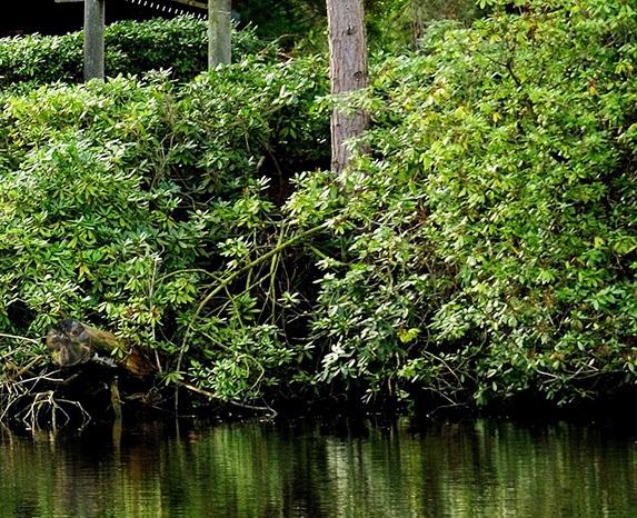 石上生活联合创始人