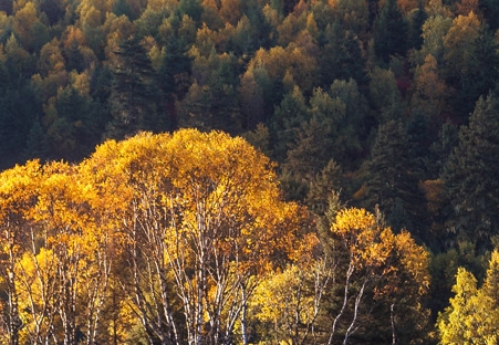 山东品质粉象生活网站