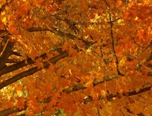 粉象果园是真的吗