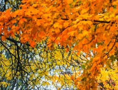 辽宁一站式粉象生活推广