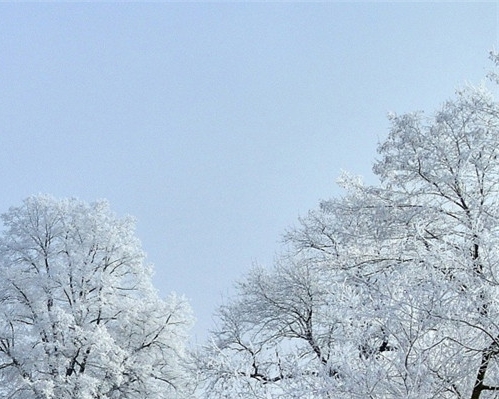 温州正规粉象生活市场前景