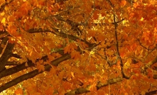 粉象生活兼职赚钱