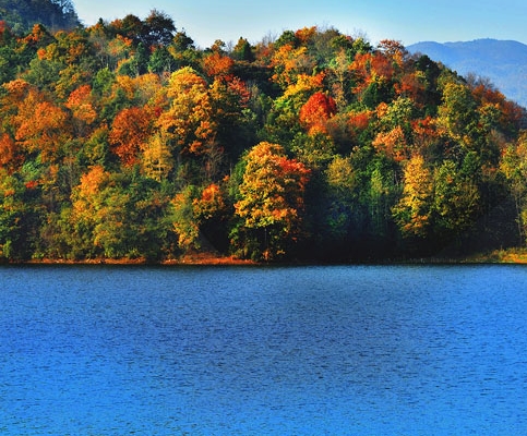 加盟粉象生活推广