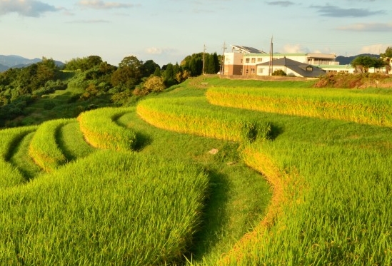 粉象和好省佣金怎么计算