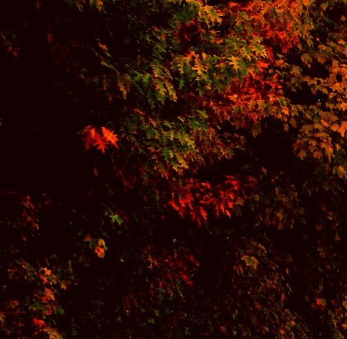 粉象生活是个什么东西