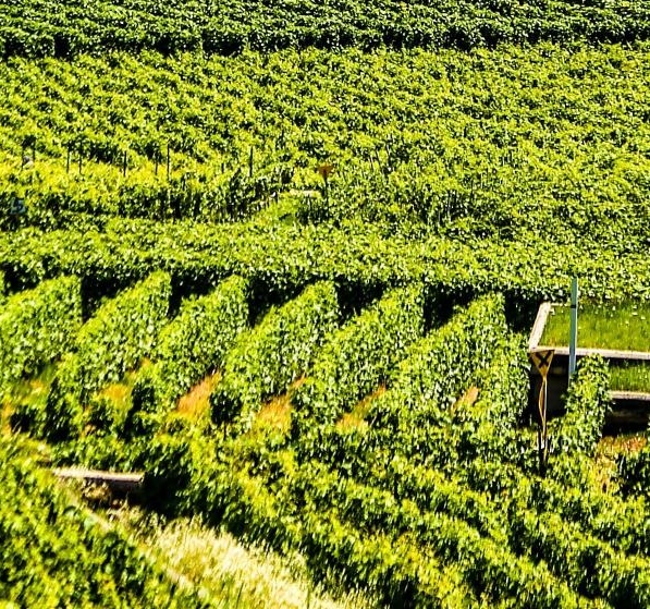 怎么在粉象生活上面开店