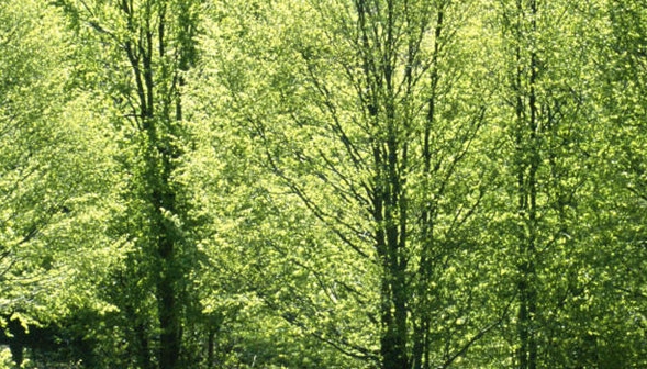 粉象生活粉丝买东西我能赚佣金吗