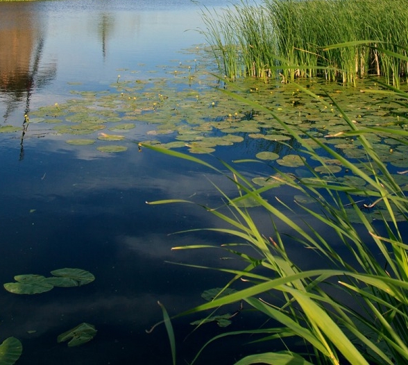 粉象生活的主要收入