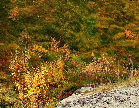 河南黄丹粉哪家好