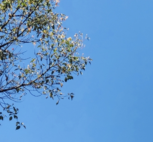 粉象生活卡通ip