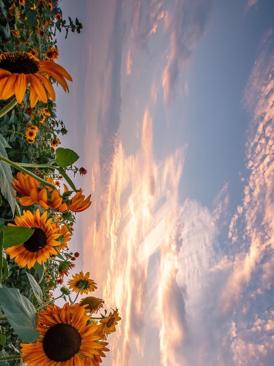 粉象生活怎么赚钱