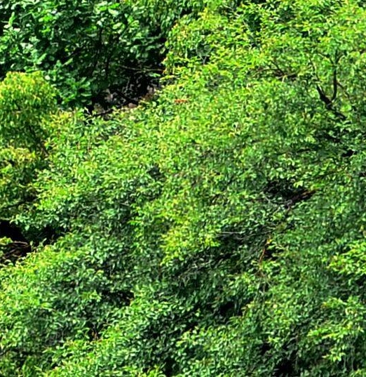 粉象生活闪闪真名