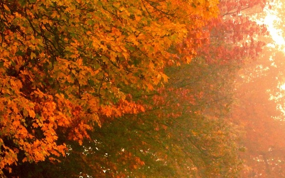 怎样升级粉象生活