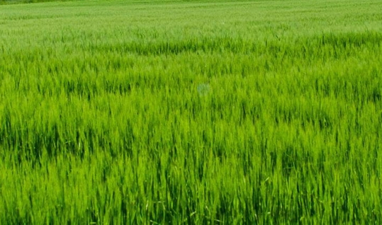 粉象生活有卖糖果吗