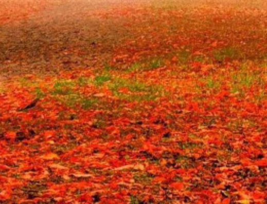 怎样找回通讯录好友