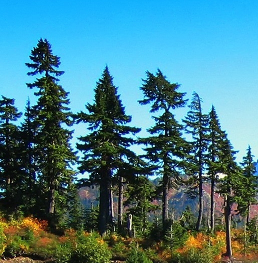 粉象生活邀请码