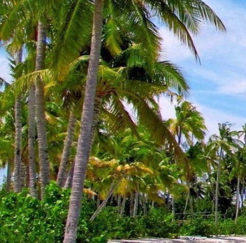 粉象生活为什么要升级vip