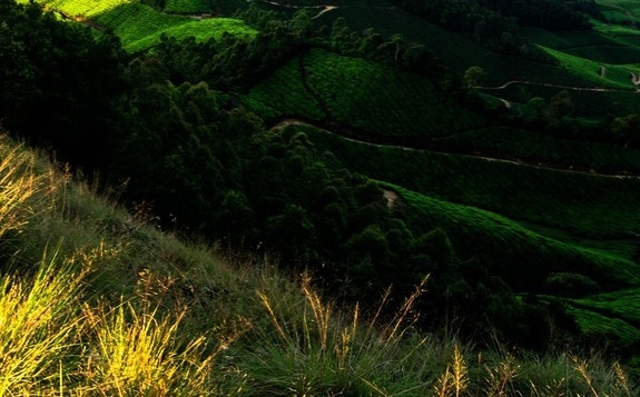 安徽加盟粉象生活怎么样