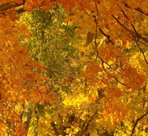 粉象生活是什么软件