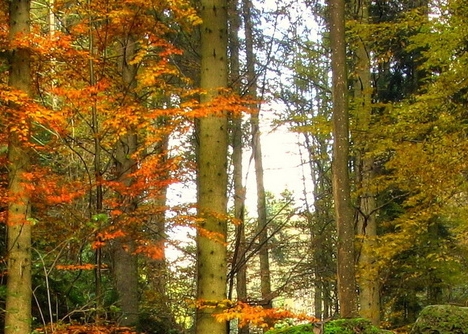 杭州粉象家科技有限公司淘客