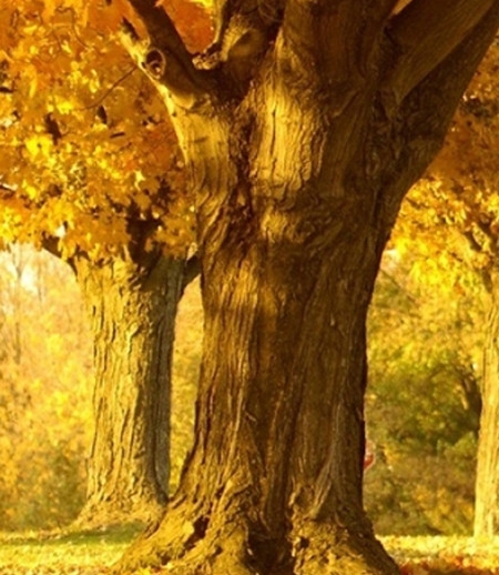 粉象生活什么时候开始推广的