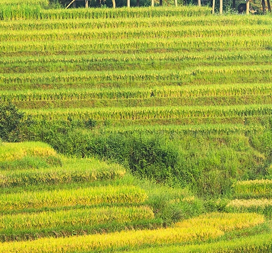 粉象生活赚钱教程