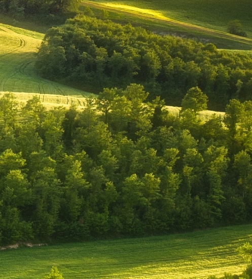 粉象生活怎么快速推广