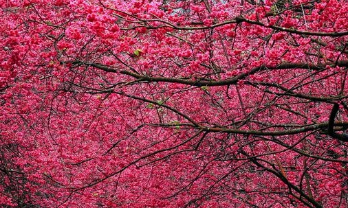 福建雏象食品有限公司