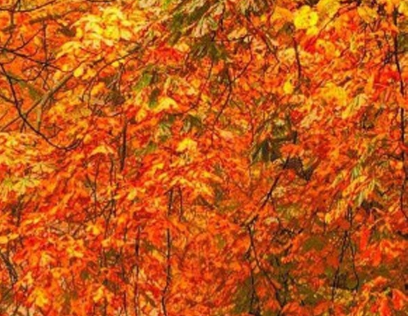 粉象生活怎么看上级邀请码