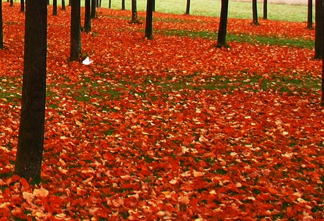 粉象生活砍价视频