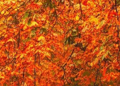 粉象生活的人真的会赚钱吗