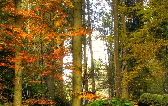 为什么成为粉象vip