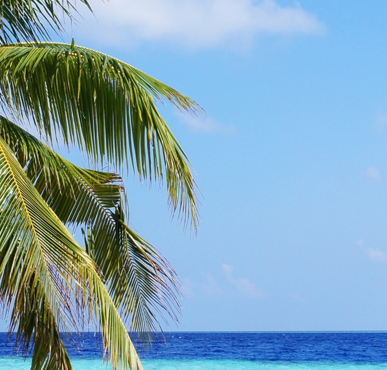 粉象生活推广现状