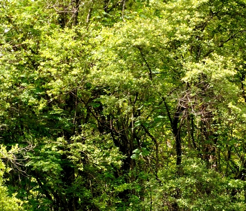 辽宁金美象娱乐企业管理有限公司