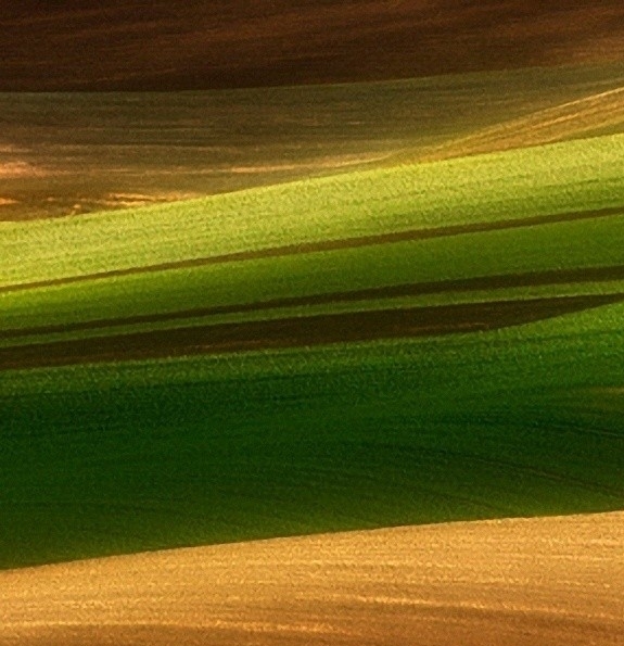 安徽粉象生活代理