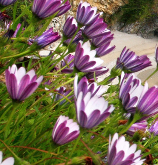 粉象生活下载app